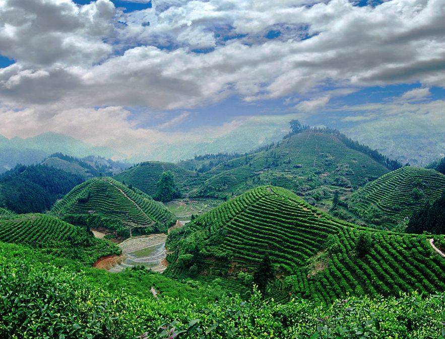 中华文明的精神纽带饮茶中品味生活之美AG真人游戏平台湘舜茶：茶文化传承：(图1)