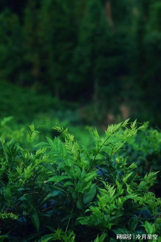 少钱一斤张家界莓茶市场价是多少AG真人游戏平台张家界的莓茶多(图1)